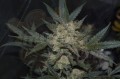 FASTBUDS - Girl Scout Cookies Auto