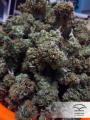 DUTCH PASSION - Auto Brooklyn Sunrise®