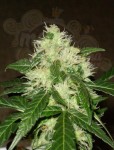Lemon Skunk Auto