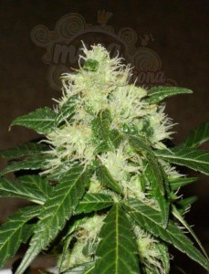 Lemon Skunk Auto