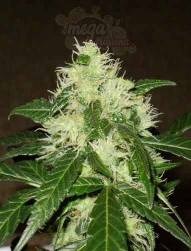 Lemon Skunk Auto