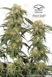 DUTCH PASSION - Pamir Gold