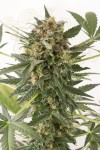 DINAFEM - Kush'n'Cheese Auto
