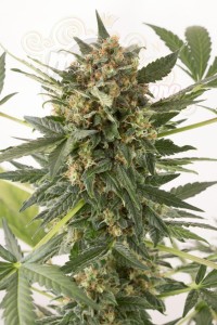 DINAFEM - Kush'n'Cheese Auto