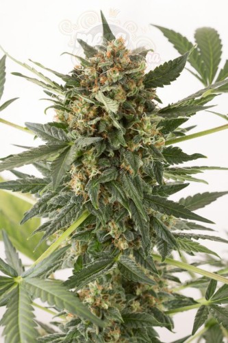 DINAFEM - Kush'n'Cheese Auto
