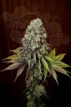 DINAFEM - Blue Hash