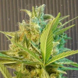 KANNABIA SEED - Big Band Auto
