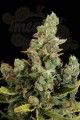 DINAFEM - Cheese