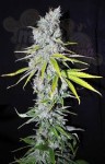 CBD Crew - CBD Skunk Haze