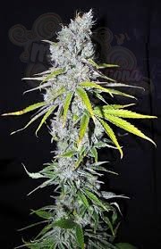 CBD Crew - CBD Skunk Haze