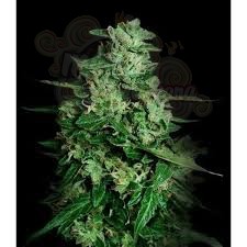 VIP SEEDS - Northern Delights Auto