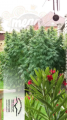 DUTCH PASSION - Durban Poison®