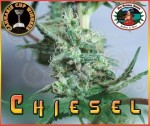 BIG BUDDHA SEEDS - Chiesel Automatic