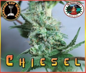 BIG BUDDHA SEEDS - Chiesel Automatic