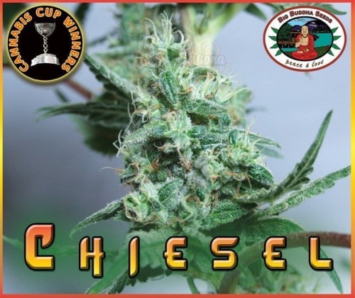 BIG BUDDHA SEEDS - Chiesel Automatic