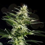 Himalaya Gold