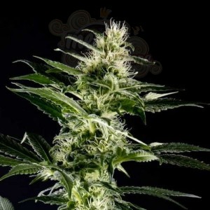 Himalaya Gold