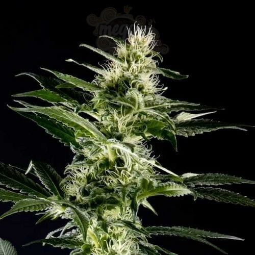 Himalaya Gold