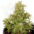 ROYAL QUEEN SEEDS - Royal Critical Automatic®
