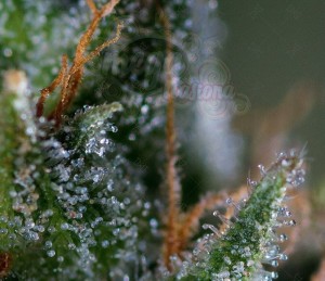 GENOFARM - Medicritical