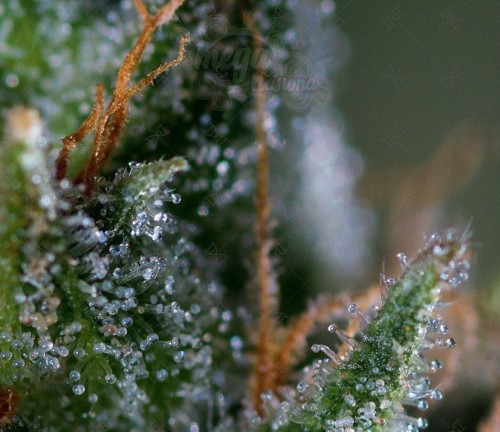 GENOFARM - Medicritical