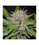 DELICIOUS SEEDS - Deep Mandarine CBD