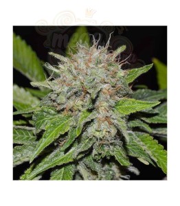 DELICIOUS SEEDS - Deep Mandarine CBD