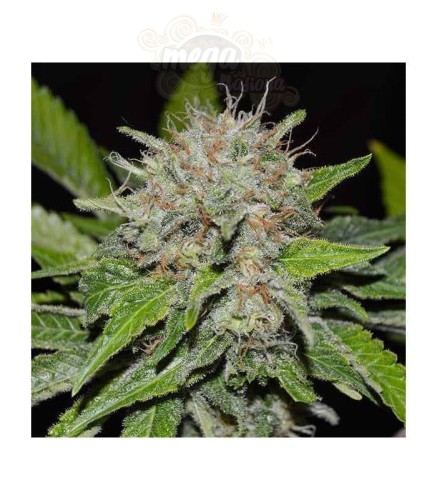 DELICIOUS SEEDS - Deep Mandarine CBD
