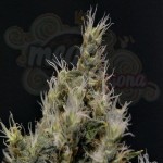 CBD Seeds - Vanilla Haze