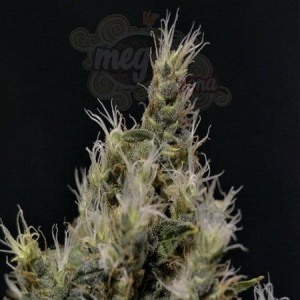 CBD Seeds - Vanilla Haze
