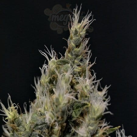 CBD Seeds - Vanilla Haze