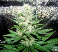 Critical 2.0 + Auto