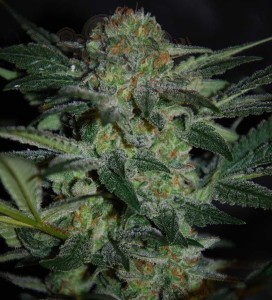 WORLD OF SEEDS - High Tension