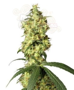 WHITE LABEL - White Widow Automatic