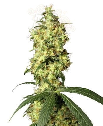WHITE LABEL - White Widow Automatic