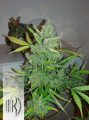 DUTCH PASSION - Auto Glueberry O.G.®
