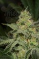 DINAFEM - Amnesia CBD