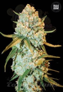 BULK SEED BANK - Special Crystal Haze