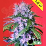 BOMB SEEDS - Berry Bomb Auto