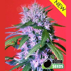 BOMB SEEDS - Berry Bomb Auto
