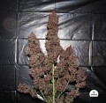 FASTBUDS - C4  Auto