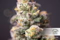 DUTCH PASSION - Auto Colorado Cookies®