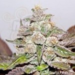 MEDICAL SEEDS - Mendocino X Purple Kush