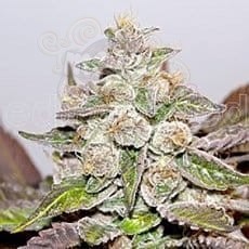 MEDICAL SEEDS - Mendocino X Purple Kush
