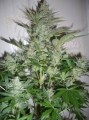 AK-47