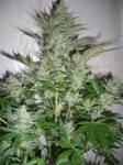 AK-47
