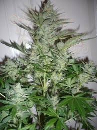 AK-47