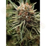 PYRAMID SEEDS - Shark