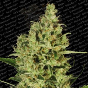 PARADISE SEEDS - Delahaze