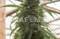 DINAFEM - Strawberry Amnesia